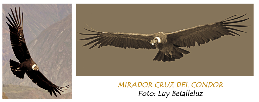 condors at Cruz del Condor